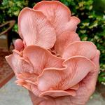 Organic Pink Oyster Mushroom Spray & Grow Kit
