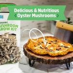Organic Oyster Mushroom Grow Kit for Easy Harvest