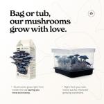 Blue Oyster Mushroom Grow Kit for Home Gardening