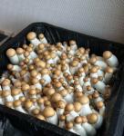 28Q Cube Mushroom Fruiting Chambers with Filters (2 Pack)