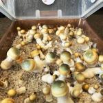 Gro Magik XL Mushroom Monotub Grow Kit