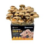 Shiitake Mushroom Grow Kit - Easy Home Cultivation