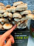 Shiitake Mushroom Grow Kit - Easy Home Cultivation