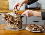 Shiitake Mushroom Grow Kit - Easy Home Cultivation