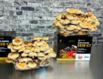 Shiitake Mushroom Grow Kit - Easy Home Cultivation