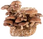 Shiitake Mushroom Grow Kit - Easy Home Cultivation