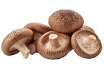 Shiitake Mushroom Grow Kit - Easy Home Cultivation