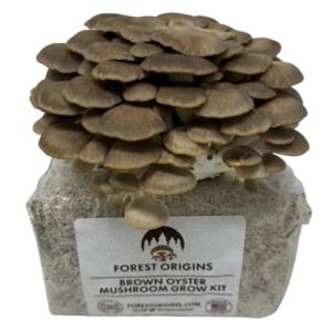 Brown Oyster Mushroom Grow Kit for Beginners