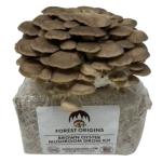 Brown Oyster Mushroom Grow Kit for Beginners