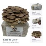 Brown Oyster Mushroom Grow Kit for Beginners