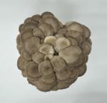 Brown Oyster Mushroom Grow Kit for Beginners