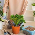 Organic Vermiculite for Gardening - 14.6OZ