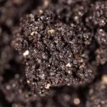 North Spore 5 lb Sterile Bulk Mushroom Substrate