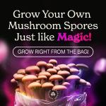 NuBlume ShroomBloom Mushroom Grow Kit for Beginners