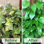 2 Pcs Organic Coconut Coir Bricks for Gardening