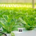 50 Hydroponic Grow Sponges for Seed Starting