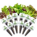 Lettuce Seed Pods Kit for Indoor Hydroponics