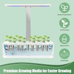 Lettuce Seed Pods Kit for Indoor Hydroponics
