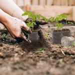 200 Peat Pellet Seed Starters for Easy Gardening