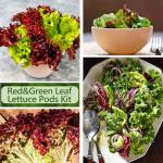 Lettuce Seed Pods Kit for Indoor Hydroponics