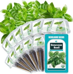 Genovese Basil Seed Pods for Hydroponics, 12 Pack