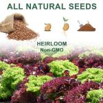 Versatile Lettuce Seed Pod Kit for Hydroponics