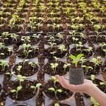 200 Peat Pellet Seed Starters for Easy Gardening