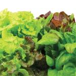 Heirloom Salad Greens AeroGarden Seed Pod Kit