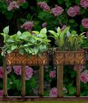 Black Metal Hanging Flower Rack for Gardens