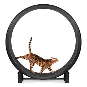 One Fast Cat Exercise Wheel for Active Cats