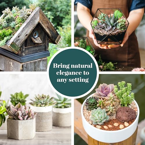 Assorted Mini Succulent Plants - Perfect Wedding Favors
