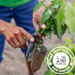 VEDANA Pure Copper Water Bottle - 1 Liter