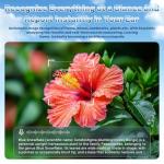 NILUTO Upgraded AI Smart Glasses with Camera 8MP HD1080P Video Glasses with Camera and Audio -Video Recording Glasses with Audio, Video Glasses, Real-Time Translation (Frost White)