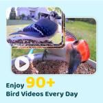 NETVUE by Birdfy Smart Bird Feeder with AI Camera Solar Powered, 2MP Wireless Wildbird Watching, Live Stream & Night Vision, Auto-Capture & Notify, Collection & Cloud Storage (AI by Subscription)