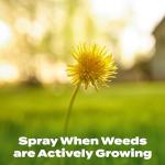 Scotts Liquid Turf Builder Plus 2 Weed Control