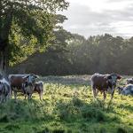 Wagyu Beef Steak Snack Strips - 20 Count