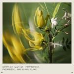 Aveda Pure Abundance Volumizing Shampoo | Shampoo For Fine Hair | Removes Product Build-Up And Excess Oil | Vegan | Liter Size | 33.8 Fl Oz