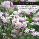 Whish A+B+C Magic Serum with Bakuchiol & Vitamin C