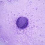 Cute Llama Bath Bombs for Kids - Grape Scented