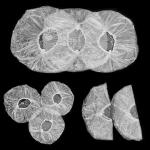 Disposable Waterproof Shower Caps for Home or Travel