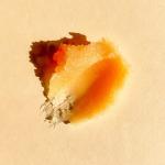 Sunday Rain Tropical Mango Body Scrub, Vegan Friendly