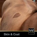 NAF Mud Gard Barrier Cream for Horses 1.25kg