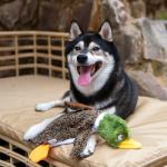 2-in-1 Stuffless Duck Dog Squeak Toy