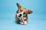 Hartz Chew'n Clean Small Dog Bone