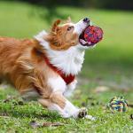 SHARLOVY Tough Chew Toy Kit for Large Dogs