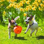 KONG Jumbler Ball - Interactive Fetch Toy