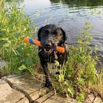 Chuckit! Ultra Fetch Stick for Active Pets