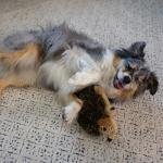 Outward Hound Hedgehogz Plush Grunting Dog Toy
