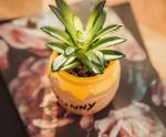 Disney Winnie the Pooh Hunny Pot Mini Planter