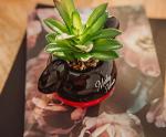 Disney Mickey Mouse 3-Inch Ceramic Mini Planter with Artificial Succulent | Small Flower Pot, Faux Indoor Plants for Desk Shelf, Home Decor Trinket Tray and Collectibles